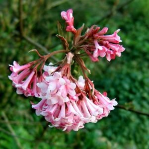 Sneeuwbal bloemen in bloei, geurend.