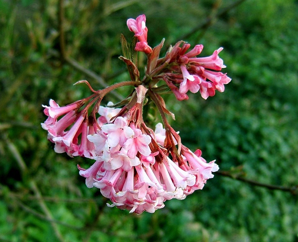 Sneeuwbal bloemen in bloei, geurend.