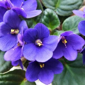 Saintpaulia plant met paarse bloemen en groene bladeren.