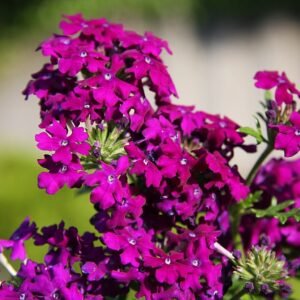 Verbena hybride bloemen in paarse en roze tinten tegen groen blad.