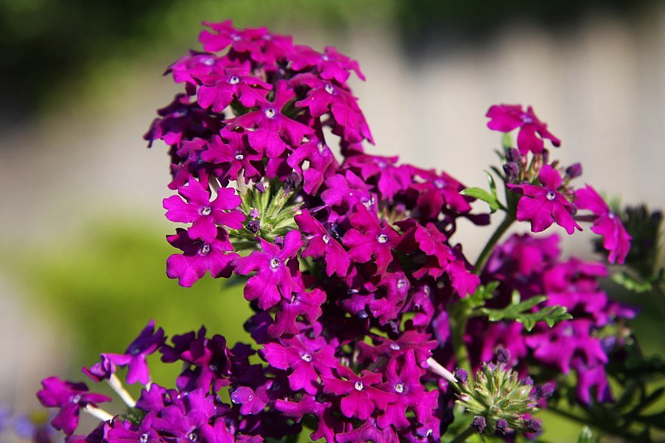 Verbena hybride bloemen in paarse en roze tinten tegen groen blad.