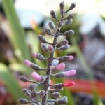 Aechmea lueddemanniana bloeiende tropische plant met paarse bloemen.