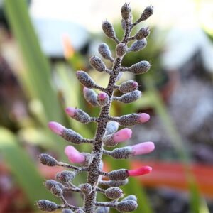 Aechmea lueddemanniana bloeiende tropische plant met paarse bloemen.
