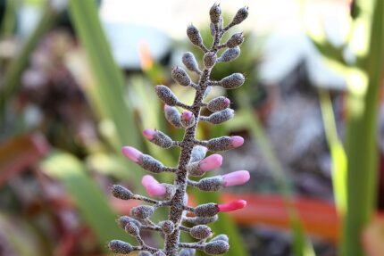 Aechmea lueddemanniana bloeiende tropische plant met paarse bloemen.