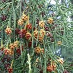 Zeldzame Athrotaxis laxifolia boom met hangende takken en groen blad.