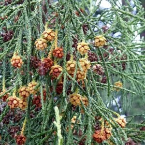 Zeldzame Athrotaxis laxifolia boom met hangende takken en groen blad.
