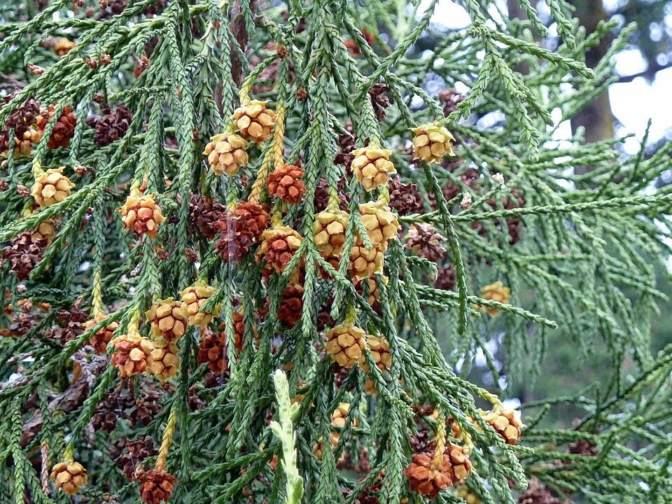 Zeldzame Athrotaxis laxifolia boom met hangende takken en groen blad.