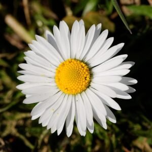 Bellis winterhard paarse bloemen close-up.