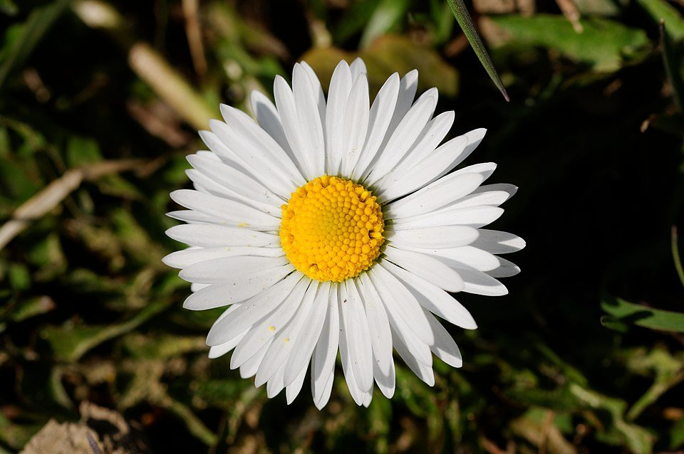 Bellis winterhard paarse bloemen close-up.