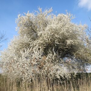 Bloeiende Prunus cerasifera Hockenheimer Rheinbogen5 met lichtroze bloemen en groen blad.