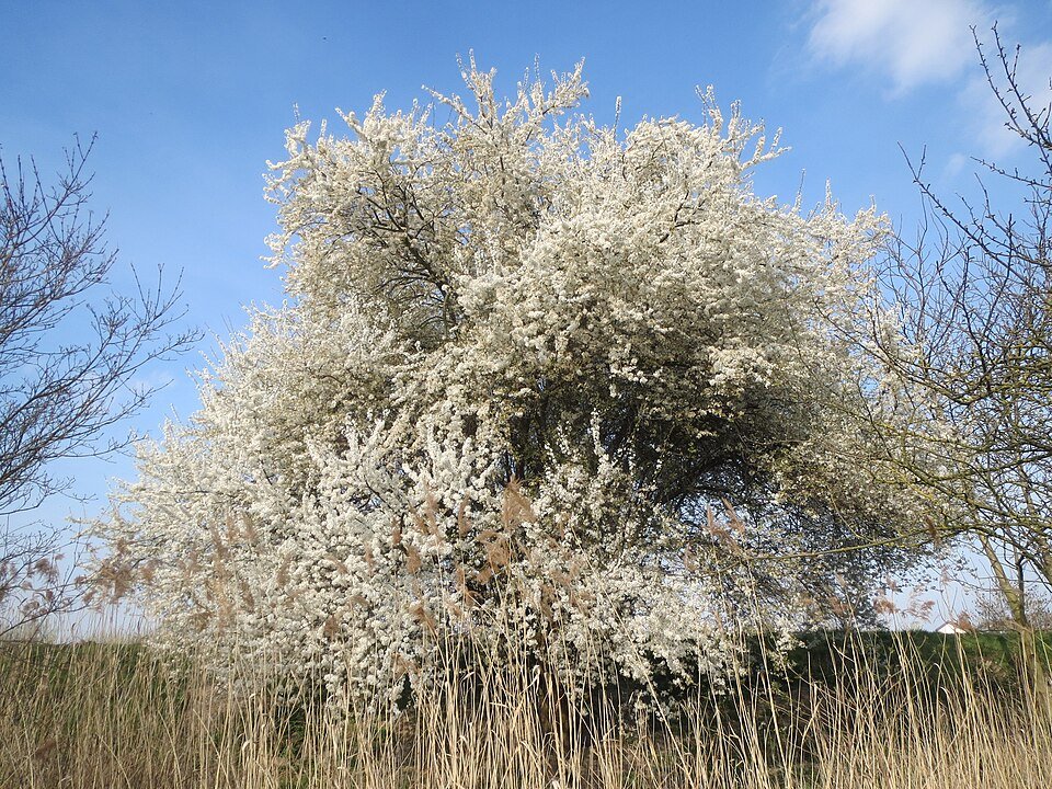 Bloeiende Prunus cerasifera Hockenheimer Rheinbogen5 met lichtroze bloemen en groen blad.