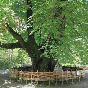 Tilia dasystyla boom met groene bladeren en bloemen tegen botanische tuin achtergrond.