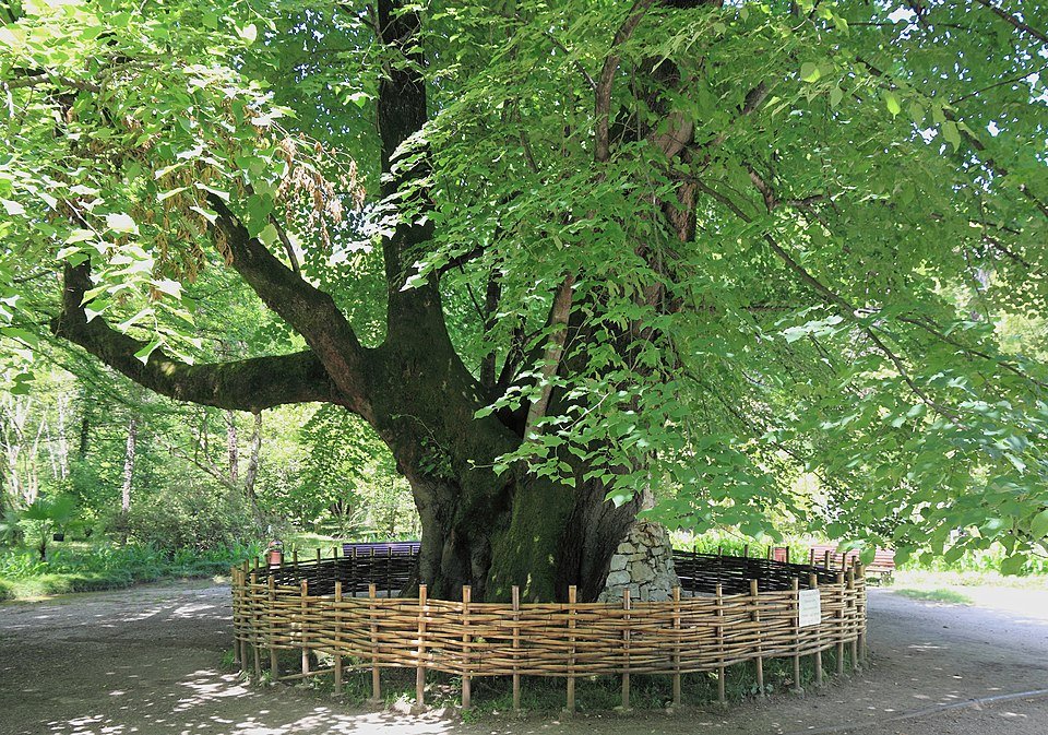 Tilia dasystyla boom met groene bladeren en bloemen tegen botanische tuin achtergrond.