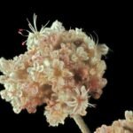 Eriogonum cinereum plant met kleine zilveren bladeren en delicate roze bloemen.