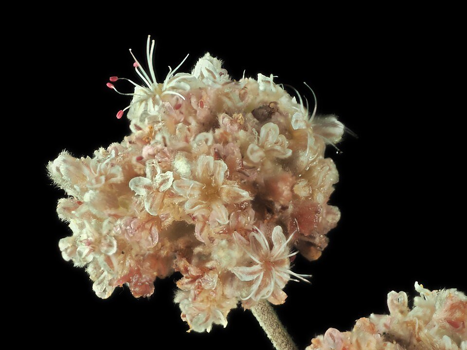 Eriogonum cinereum plant met kleine zilveren bladeren en delicate roze bloemen.