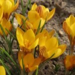 Gele en paarse Crocus chrysanthus bloem in schaduwrijke setting.