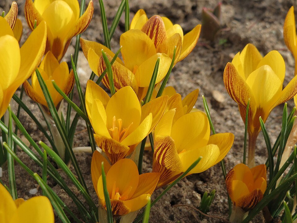 Gele en paarse Crocus chrysanthus bloem in schaduwrijke setting.