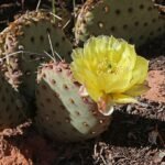 Opuntia aurea cactus met heldergele bloemen en doornige stengels.