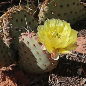 Opuntia aurea cactus met heldergele bloemen en doornige stengels.