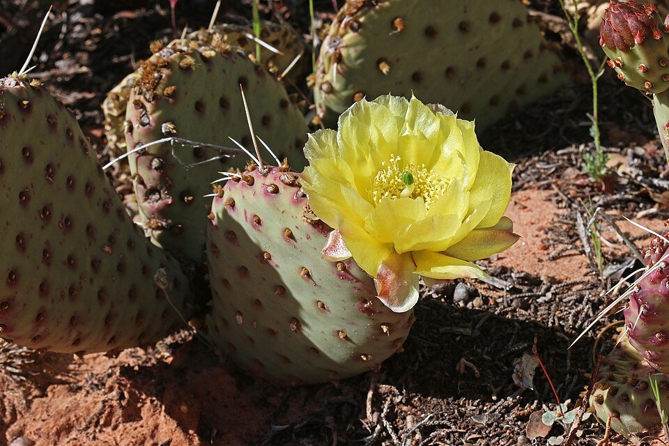 Opuntia aurea cactus met heldergele bloemen en doornige stengels.