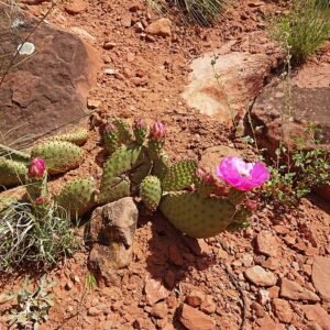 Opuntia pinkavae cactus met levendige roze en groene pads in zonovergoten tuin.