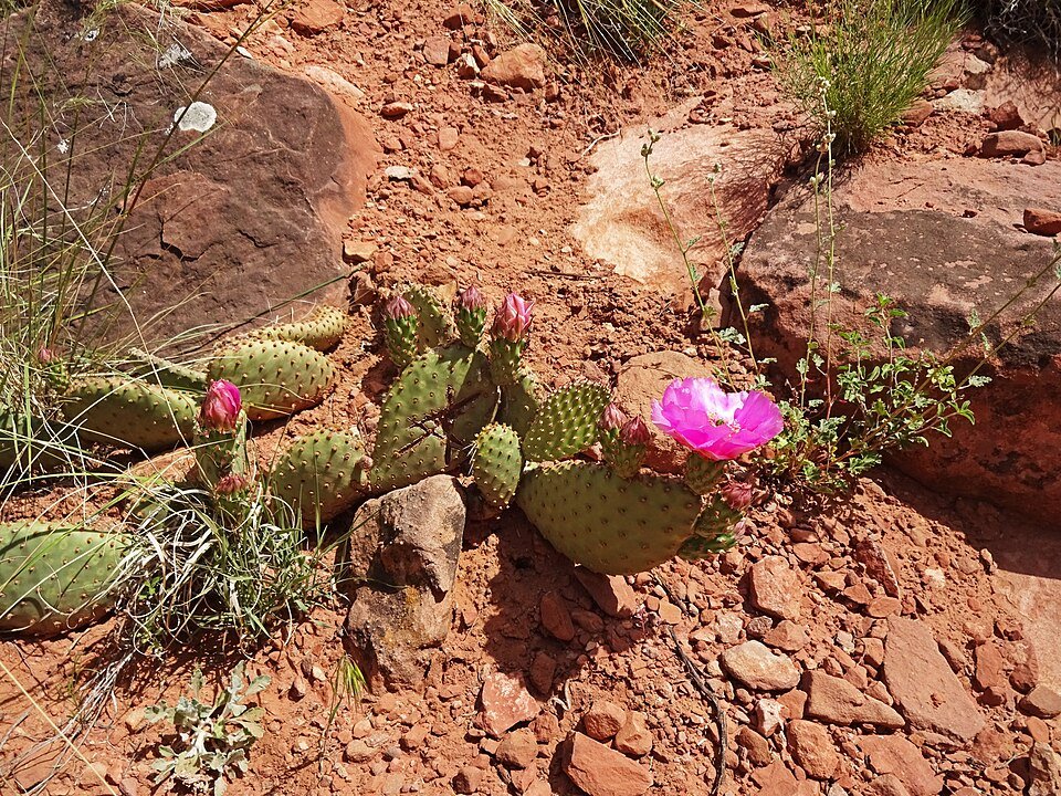 Opuntia pinkavae cactus met levendige roze en groene pads in zonovergoten tuin.