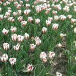 Canada 150 tulip in rood-witte bloei tijdens Tulip Festival.