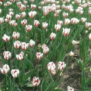 Canada 150 tulip in rood-witte bloei tijdens Tulip Festival.