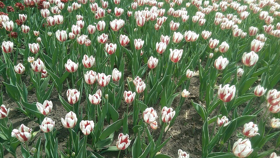 Canada 150 tulip in rood-witte bloei tijdens Tulip Festival.