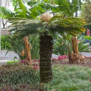Cycas revoluta plant met groene bladeren op kleigrond.