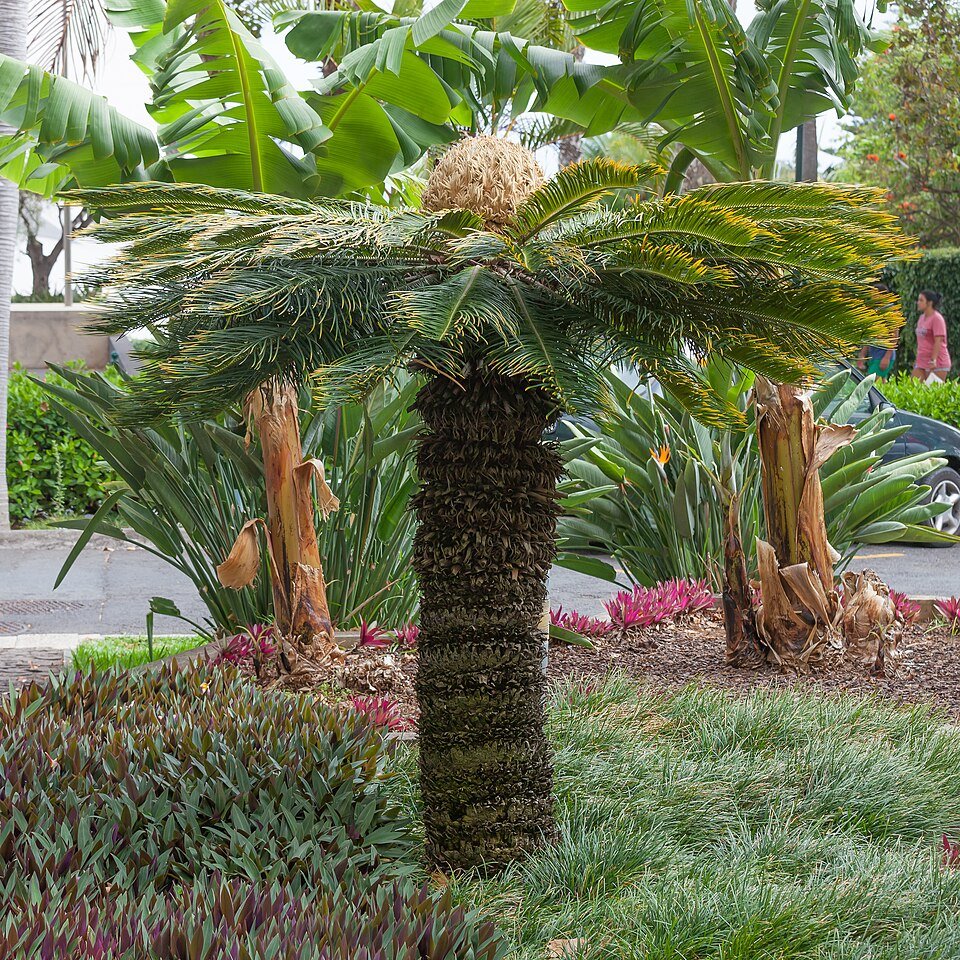 Cycas revoluta plant met groene bladeren op kleigrond.