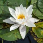 Witte waterlelie bloem in zonlicht.