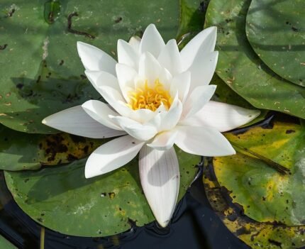 Witte waterlelie bloem in zonlicht.