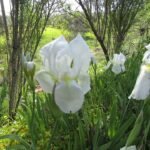 Witte Iris albicans bloem in natuurlijke omgeving.