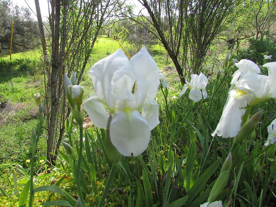 Witte Iris albicans bloem in natuurlijke omgeving.