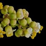 Malosma laurina plant met glanzende groene bladeren en witte bloemen.