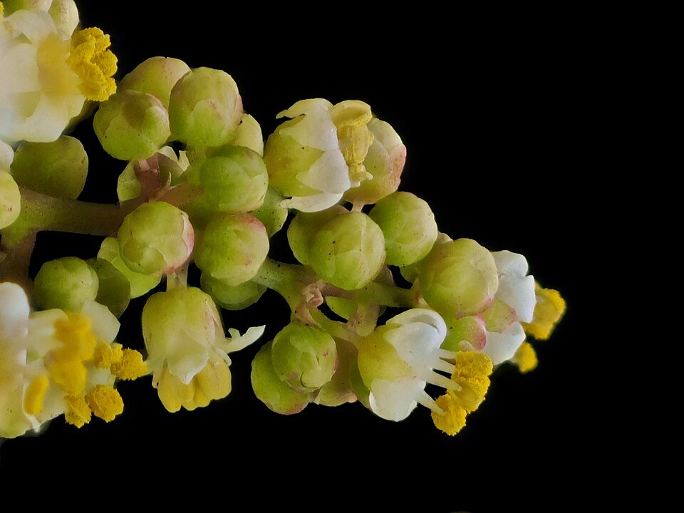Malosma laurina plant met glanzende groene bladeren en witte bloemen.