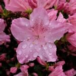 Roze en witte bloemen van een tuinazalea (Rhododendron simsii).