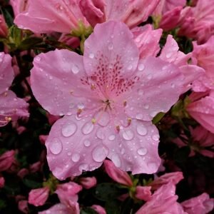 Roze en witte bloemen van een tuinazalea (Rhododendron simsii).