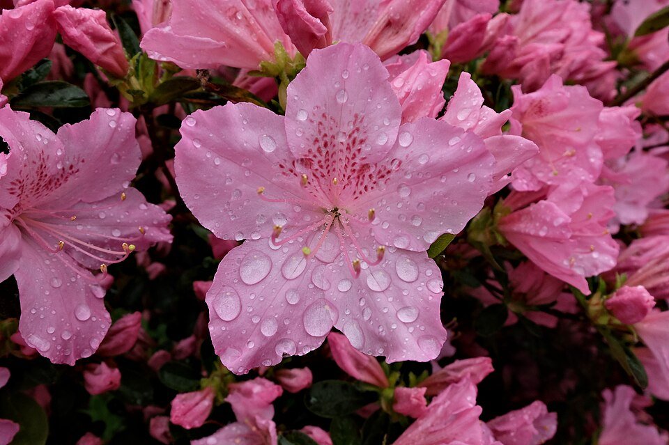 Roze en witte bloemen van een tuinazalea (Rhododendron simsii).