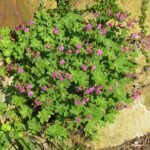 Rode bloem van de Rotsooievaarsbek plant in een Oostenrijkse tuin.
