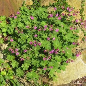 Rode bloem van de Rotsooievaarsbek plant in een Oostenrijkse tuin.