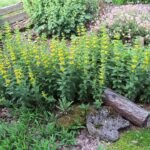 Lysimachia punctata bloemen in Oostenrijkse tuin in Frankenfels.