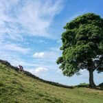 Gewone esdoornboom naast Hadrian's Wall in het VK.