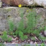Bloeiende Coreopsis verticillata plant in Oostenrijkse tuin.