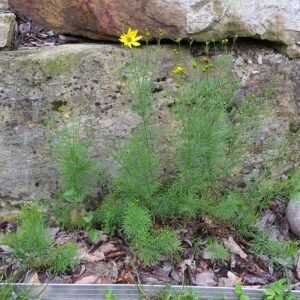 Bloeiende Coreopsis verticillata plant in Oostenrijkse tuin.