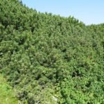 Dwergden in de bergen van Oostenrijk, Pinus mugo.
