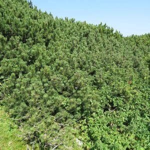 Dwergden in de bergen van Oostenrijk, Pinus mugo.