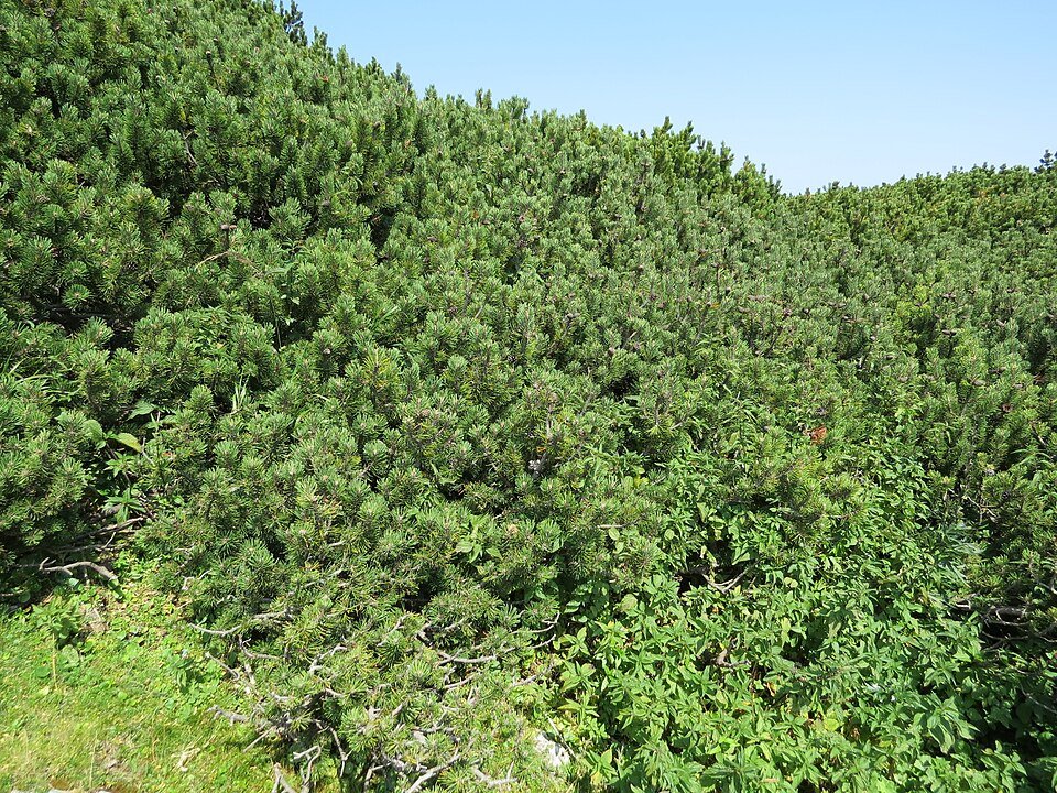 Dwergden in de bergen van Oostenrijk, Pinus mugo.