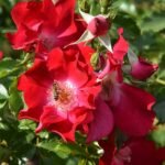 Rosa Kordesii hybride Dortmund rozenstruik met felrode bloemen en groen blad.